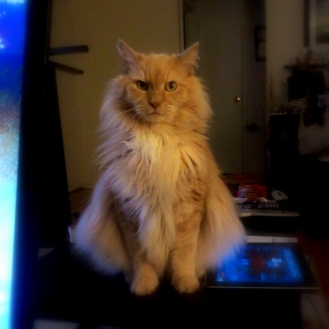 This is my cat who can't turn right and causes raid wipes. He's evil. And awesome.