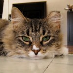 This is the sweetest cat ever. She used to be a street kitty from Brooklyn, now she's 100% love.