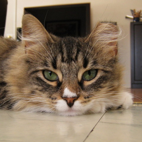 This is the sweetest cat ever. She used to be a street kitty from Brooklyn, now she's 100% love.